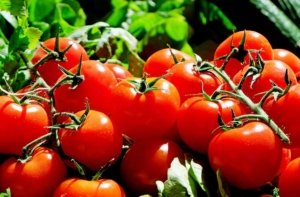 Blattläuse an Tomaten